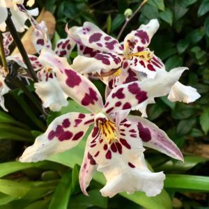 Phipps Orchid