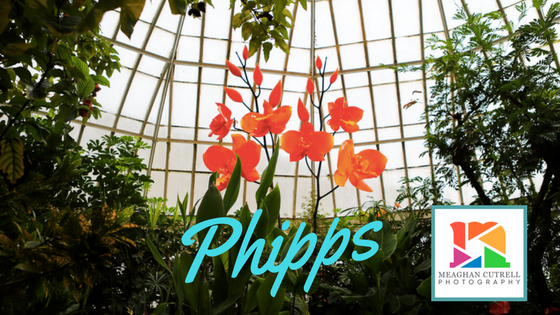 Phipps photography Pittsburgh