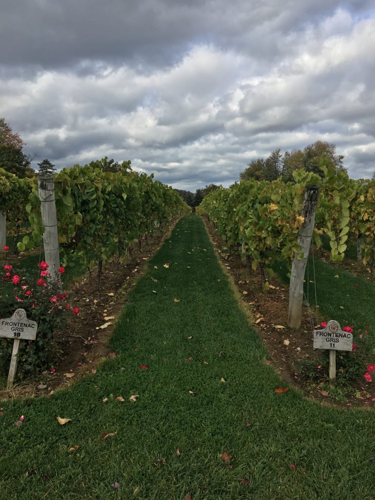 Gervasi grape vineyard