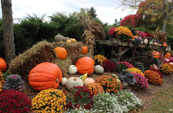 Gervasi pumpkin patch