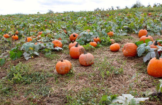 soergels pumpkin field