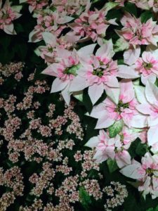 Longwood Poinsettias