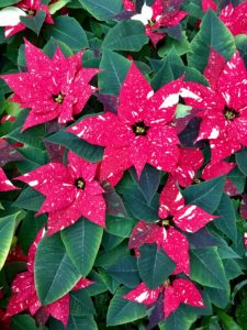 Phipps Poinsetta