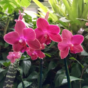 Phipps Orchid