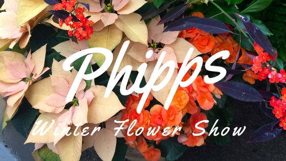 Phipps Winter Flower Show