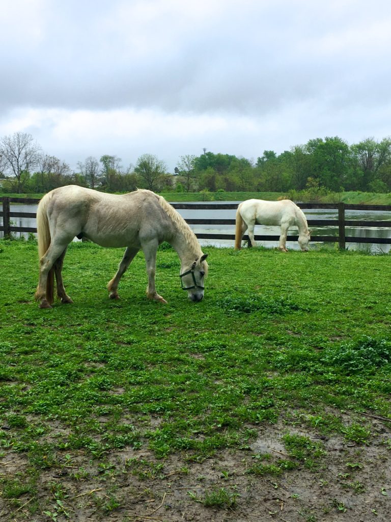 Sweet Clover Barn