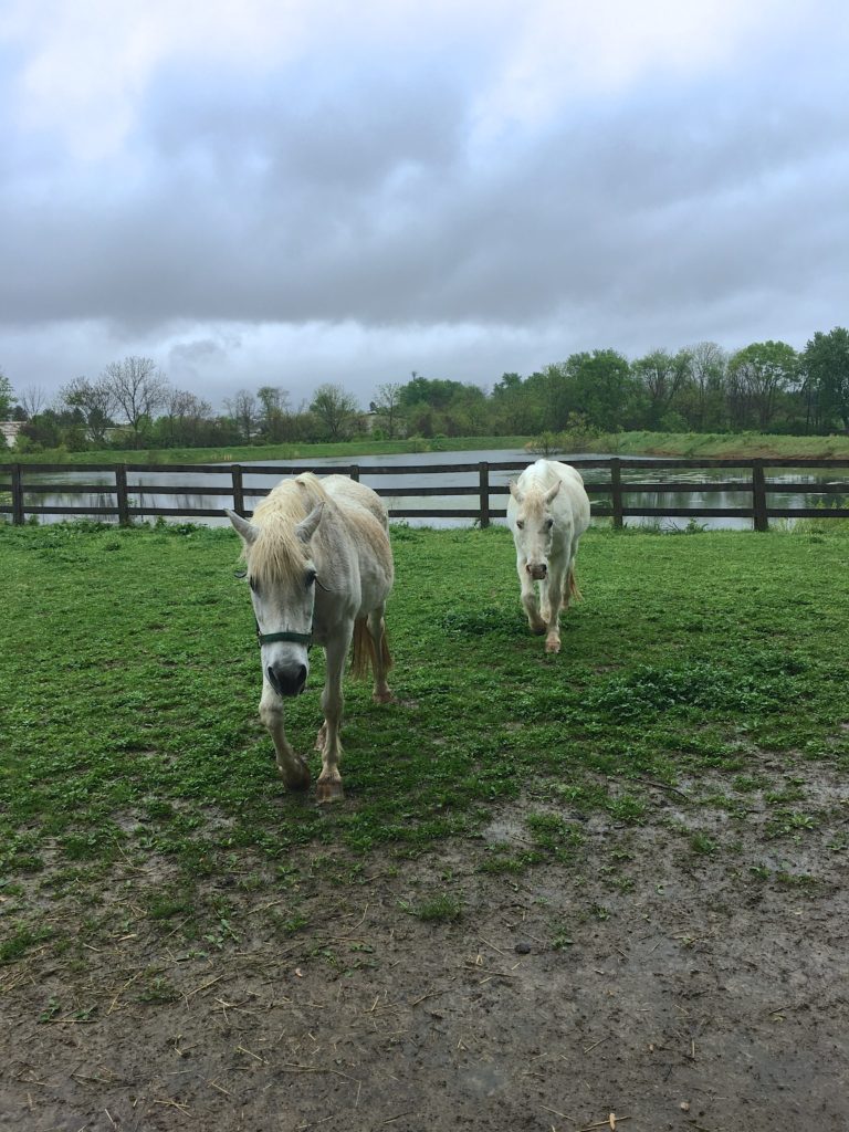 Sweet Clover Barn