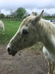 Sweet Clover Barn