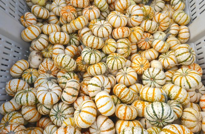 WHITE PUMPKINS SOERGELS ORCHARDS