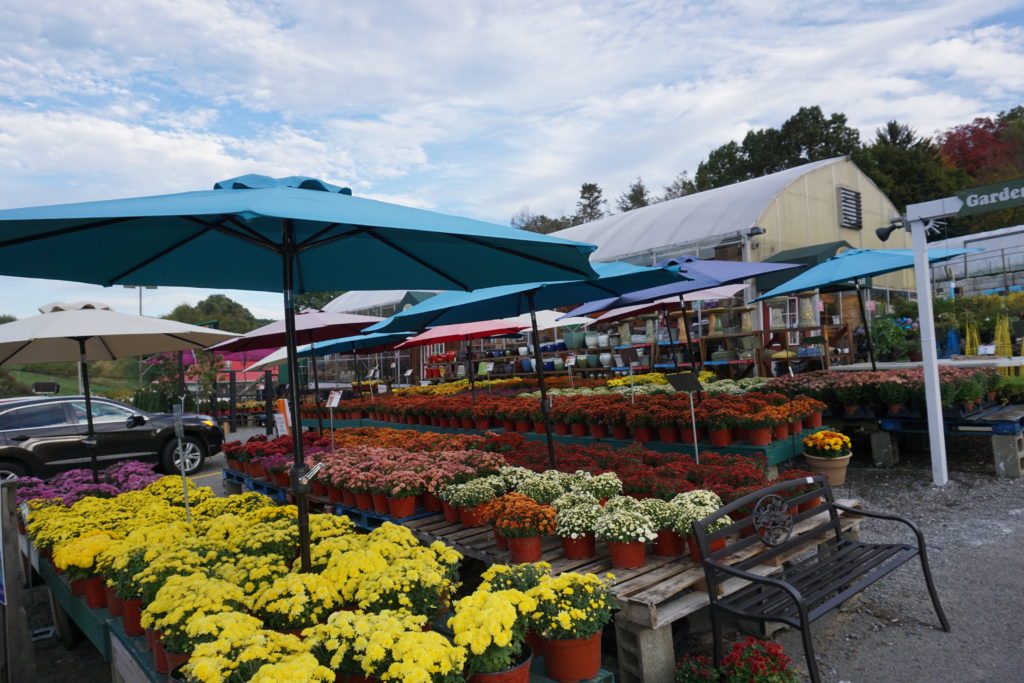 Mums soergel garden